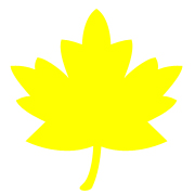 maple yellow